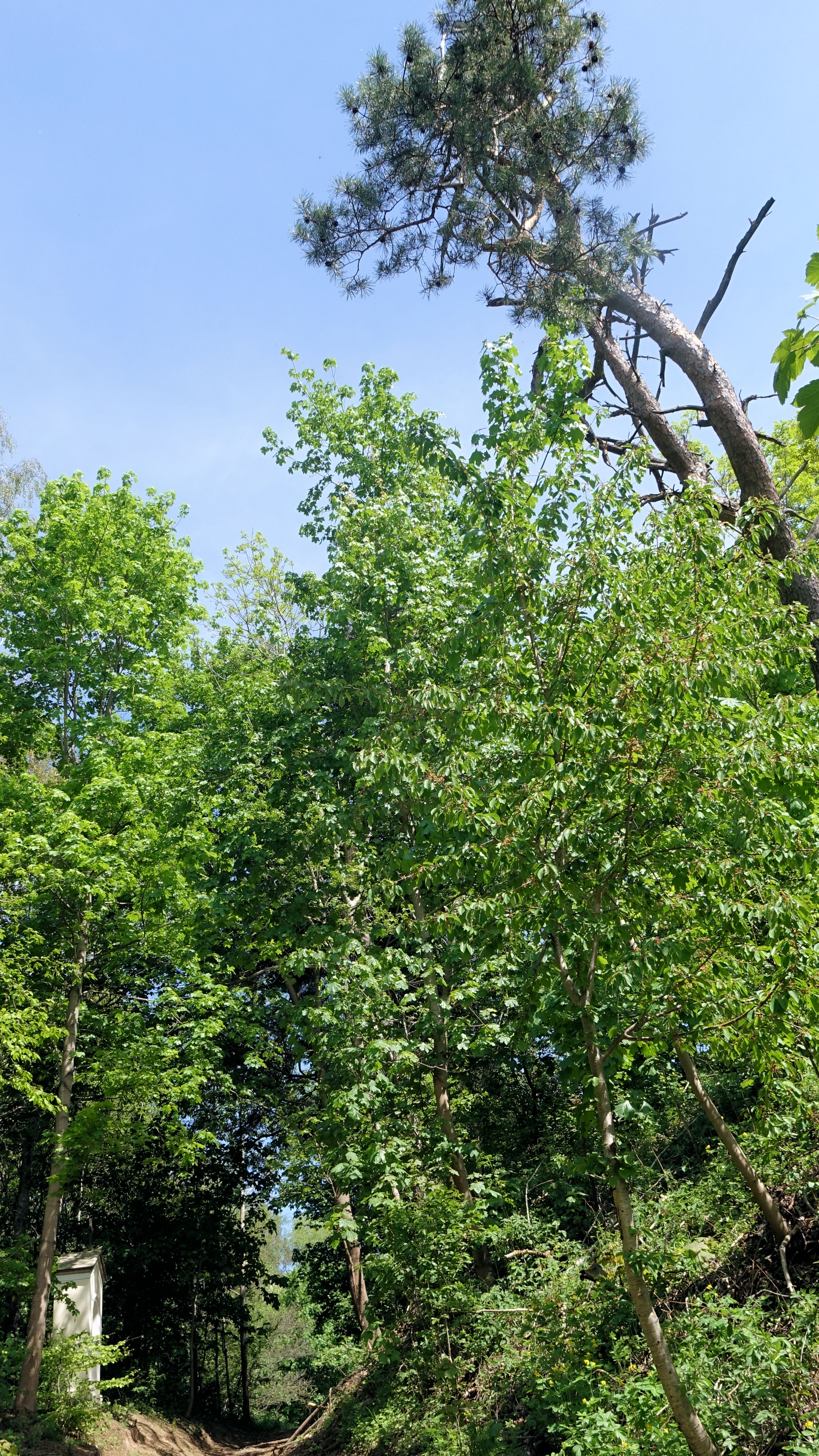 Cesta na Spravedlnost - vlevo zastavení křížové cesty